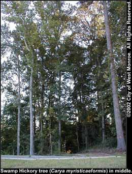 Photo: Swamp hickory tree in late summer