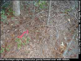 Photo: Red buckeye sapling in late summer