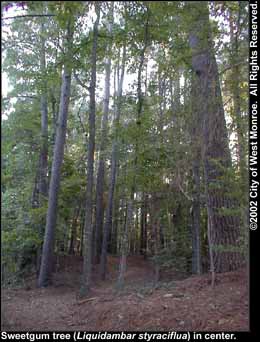 Photo: Sweetgum 1 tree in late summer