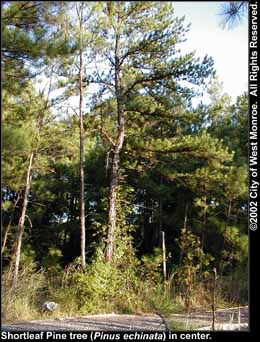 Photo: Shortleaf pine tree in late summer