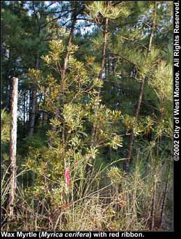 Photo: Wax myrtle 1 in late summer