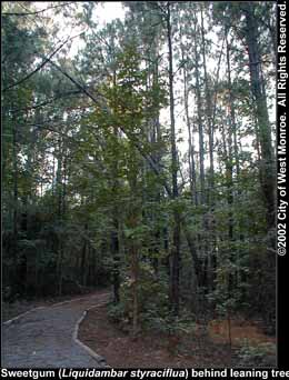 Photo: Sweetgum 2 tree in late summer