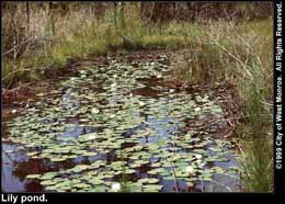 Photo: Lily pond