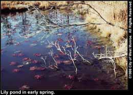 Photo: Lily pond in early spring