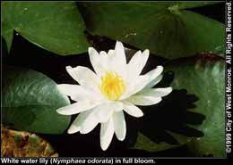 Photo: White water lily in full bloom