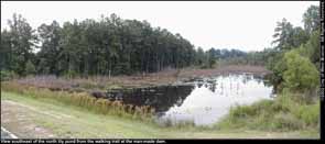 Photo: North lily pond