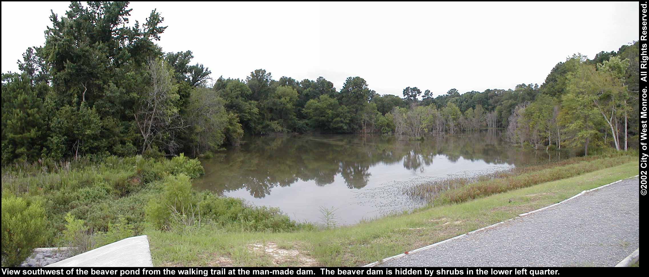 Photo: Beaver pond